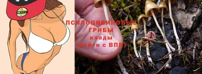 Псилоцибиновые грибы Psilocybe  Бабаево 